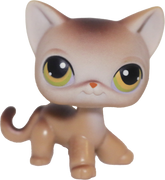 #0019 Shorthair Cat